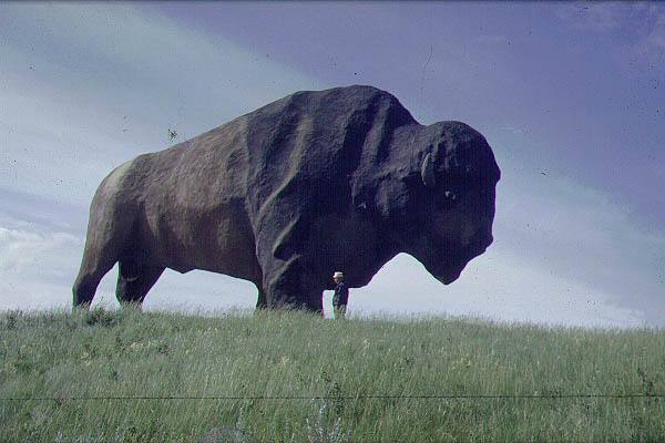 Buffalo