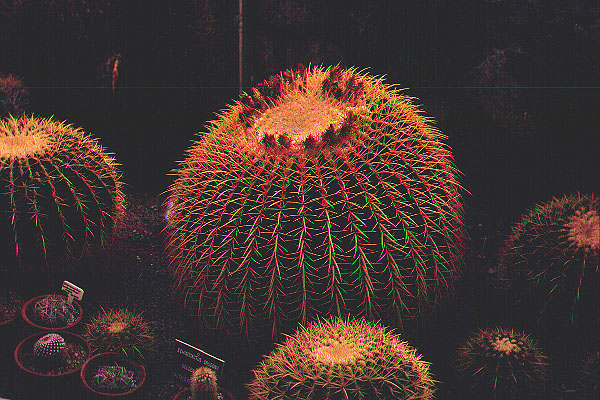 Cactus4_1973