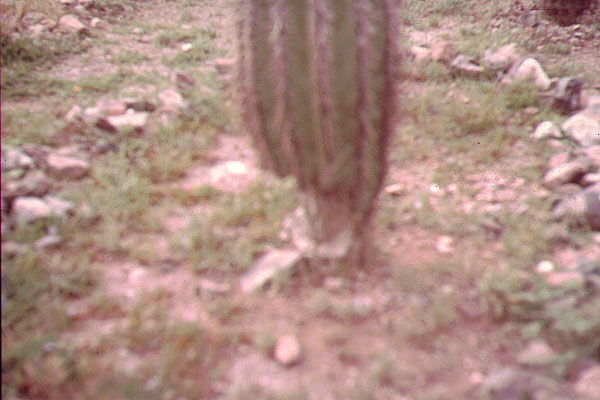 Cactus5_1973