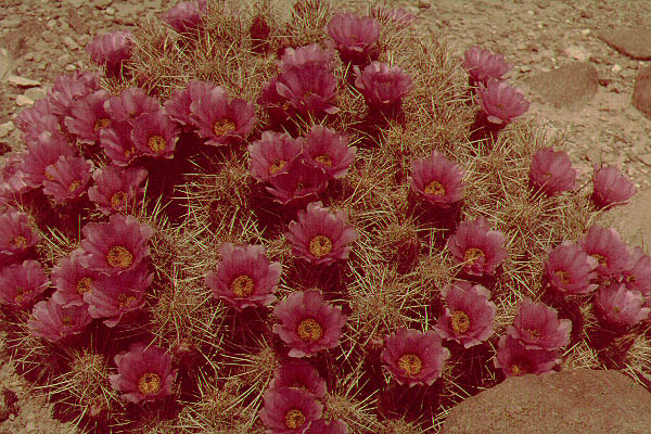 Flowers_1973