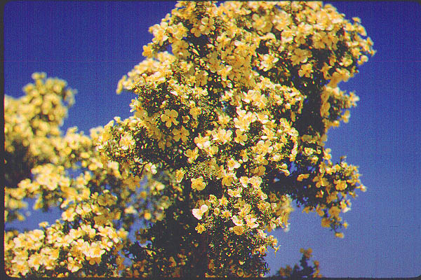 New Mexico Arizona20-Jun59