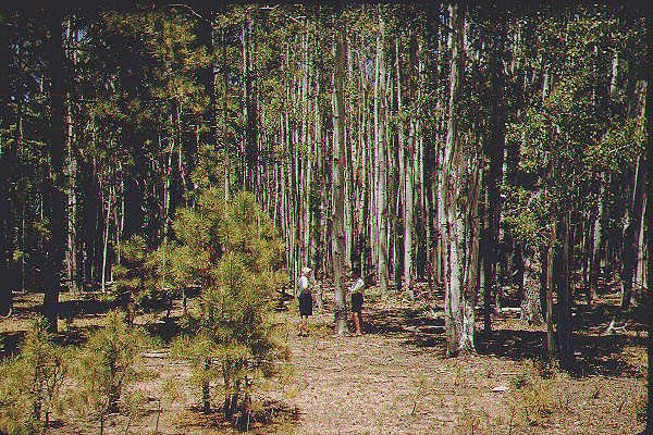 New Mexico Arizona26-Jun59