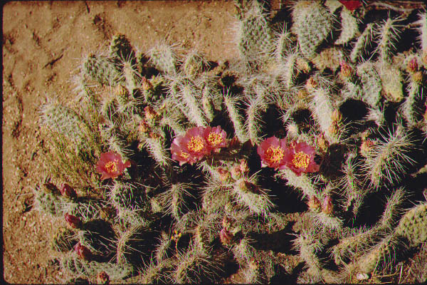 New Mexico Arizona29-Jun59