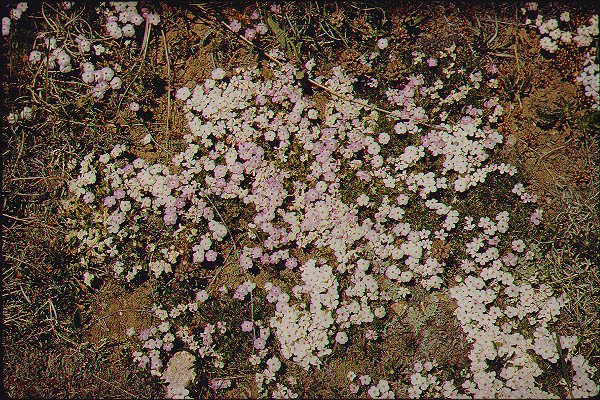 New Mexico Arizona31-Jun59