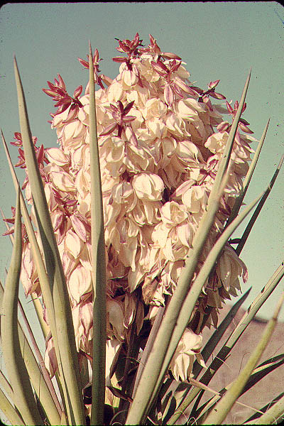 Yucca_1973
