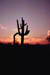 Cactus2_1973