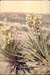 Yucca2_1973